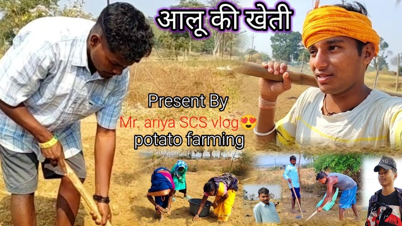 आलू की खेती इस प्रकार करते हैं🥰POTATO🥔 KI FARMING 🌿