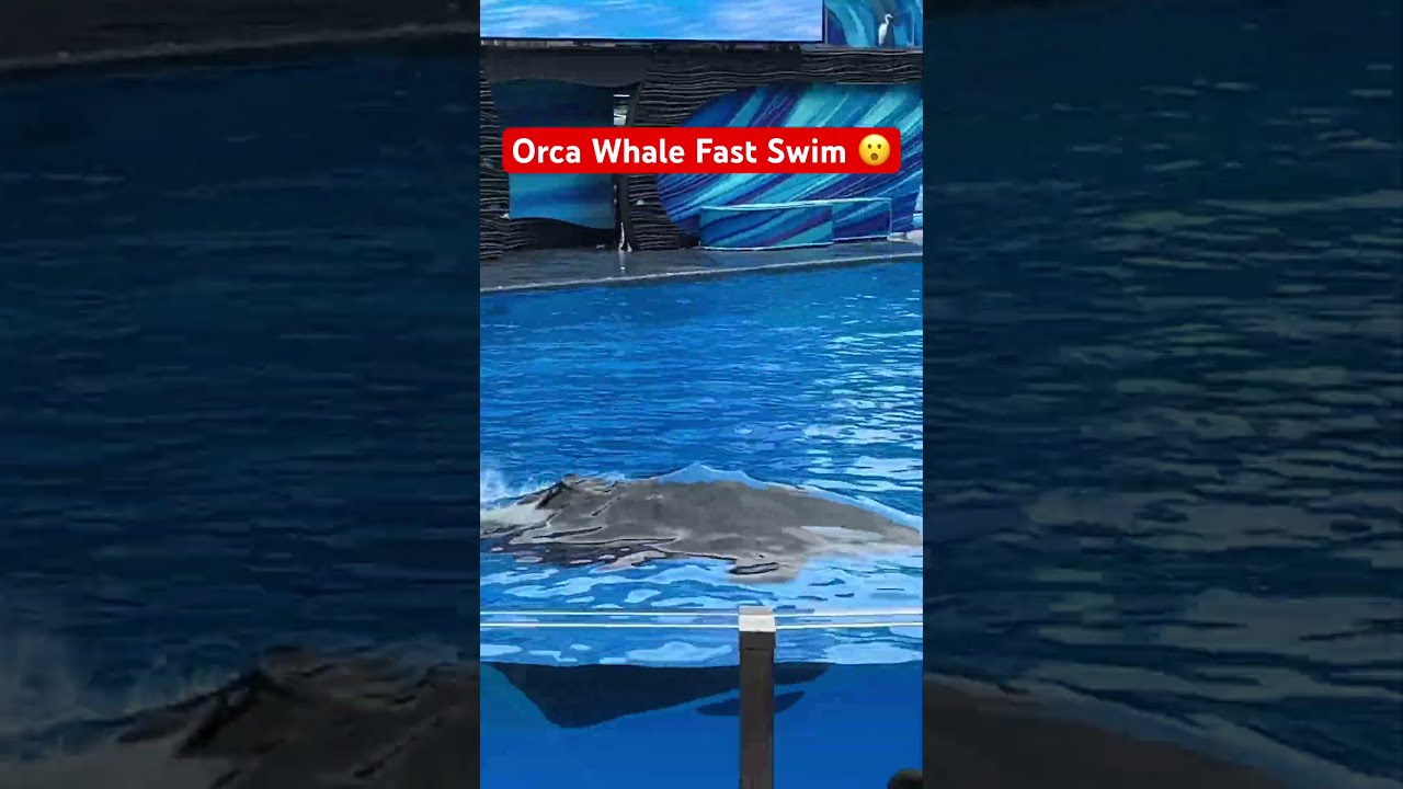 Killer Whale Intense Fast Break Swim Seaworld Orcaencounter Orca