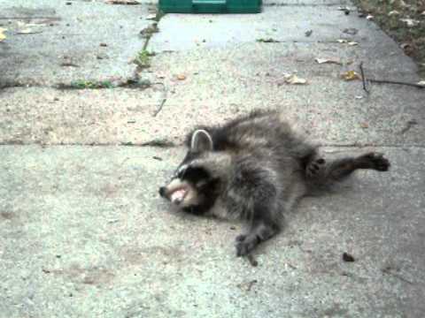 Raccon with distemper having a seizure - YouTube
