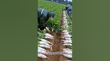 A process of harvesting radish from the field