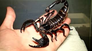 Scorpion Taxidermy Tutorial (Part 2/2)