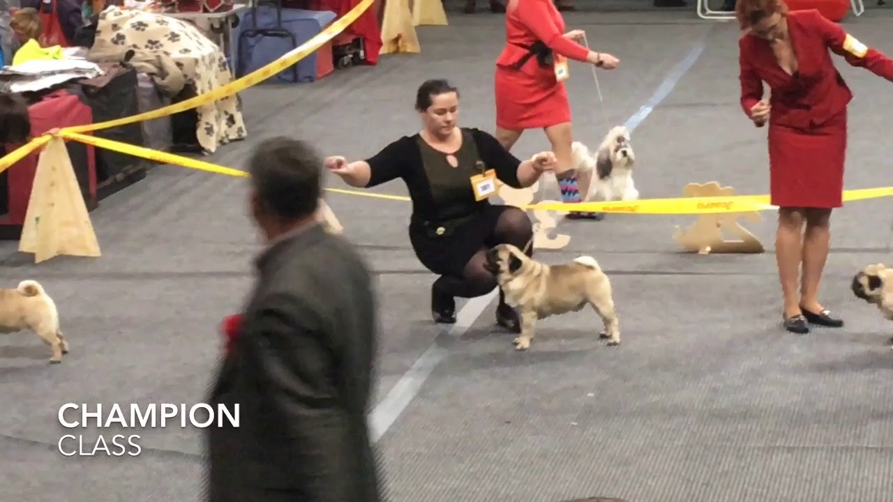 National Dog Show "Winter's Tale 2019"PugsPlamen Cholakov/ Latvia
