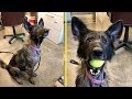 Rescue a Sick Dog On Streets Is So Happy To Have A Toy Again