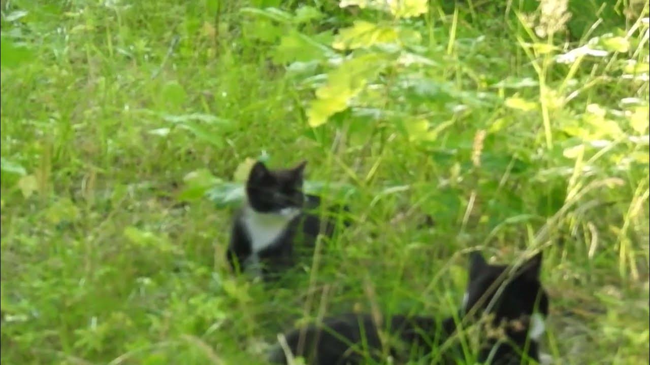 LOOK This is the first time the kittens go outside the house! Mother