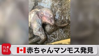 金鉱を掘っていたら…３万年以上前の赤ちゃんマンモス発見（2022年6月27日）