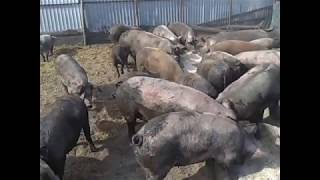 видео: Замена глубокой подстилки. Полная!!!!! картинка: Замена глубокой подстилки. Полная!!!!!