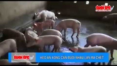 Zombie heo ăn đuôi nhau