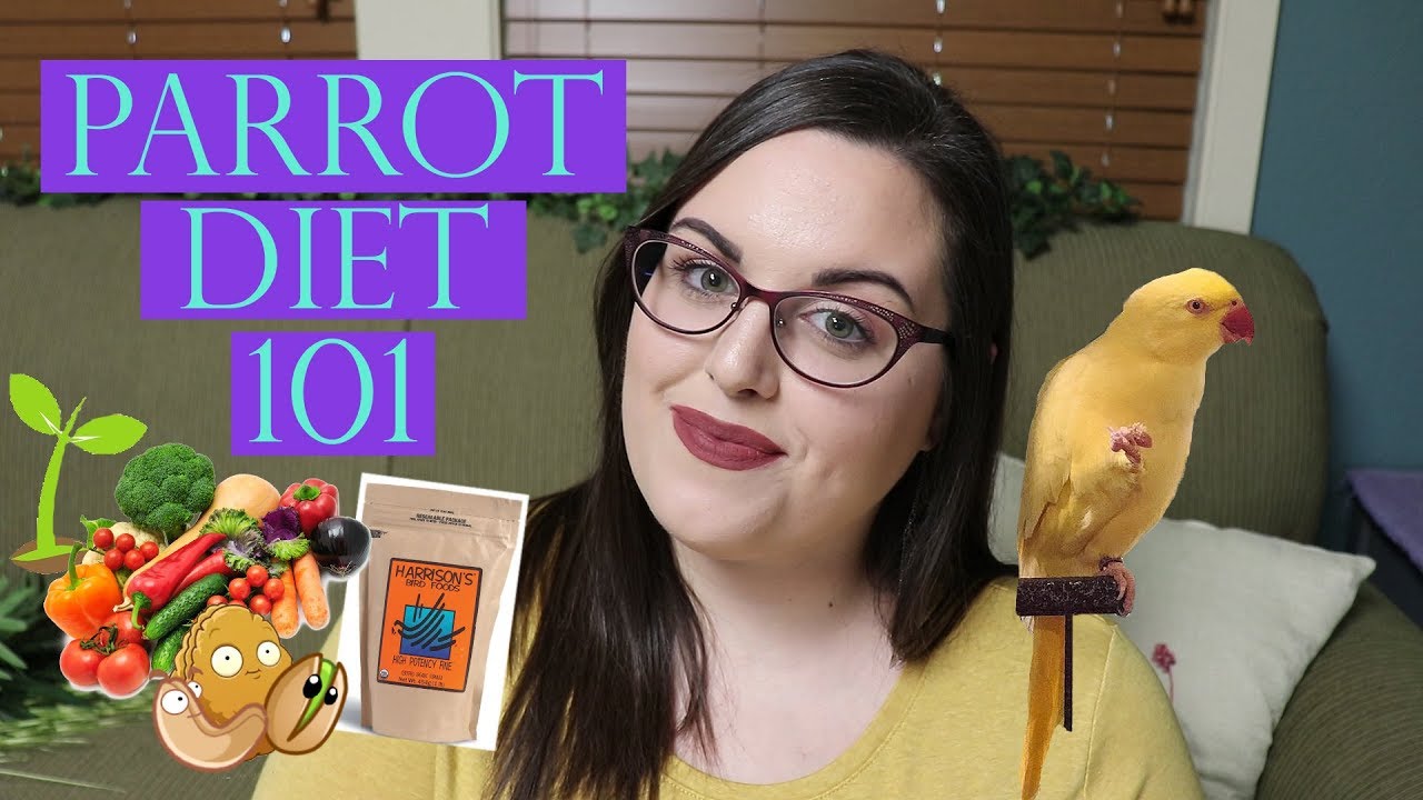 What Do I Feed My Parrot? Parrot Diet 101 YouTube