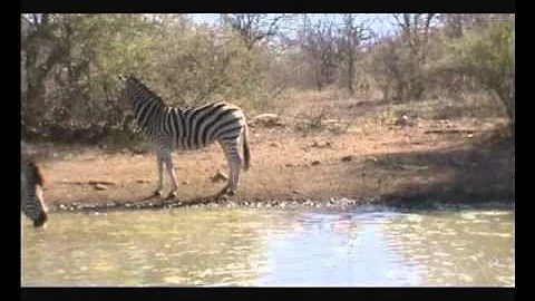 Zebra Bow Kill