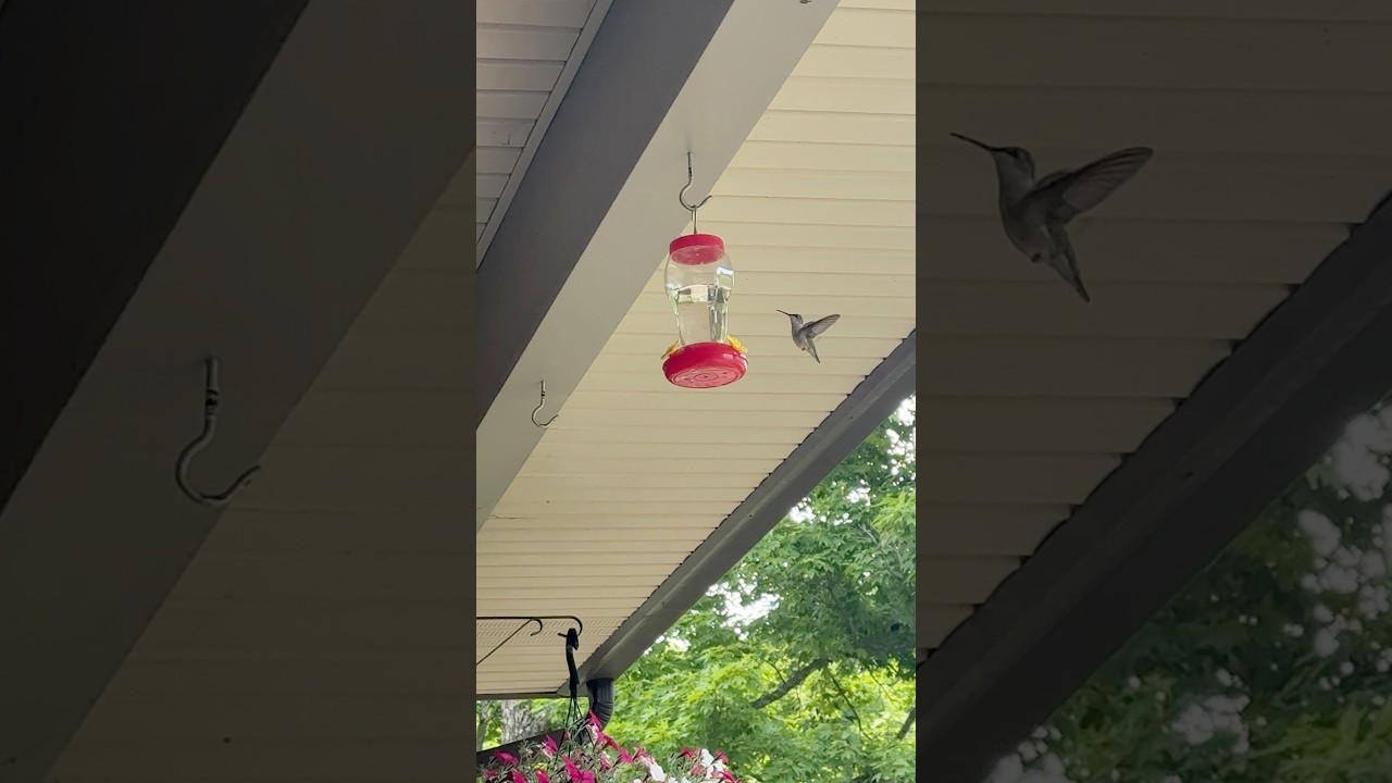 Dollar Tree Hummingbird Feeder #birds #birdwatching #science #stem #dollar
