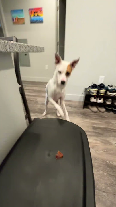 Happy Friday! Nala’s favorite game is finding her treats like this haha #dog #funnydog #cutedog #fyp