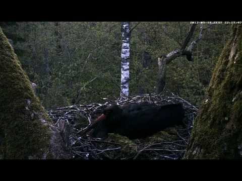 eesti energia Black Stork nest before nightfall, Estonia 2012