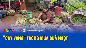 “Cây vàng” Trong mùa quả ngọt | Đất và người Xứ Lạng 2025 | LSTV