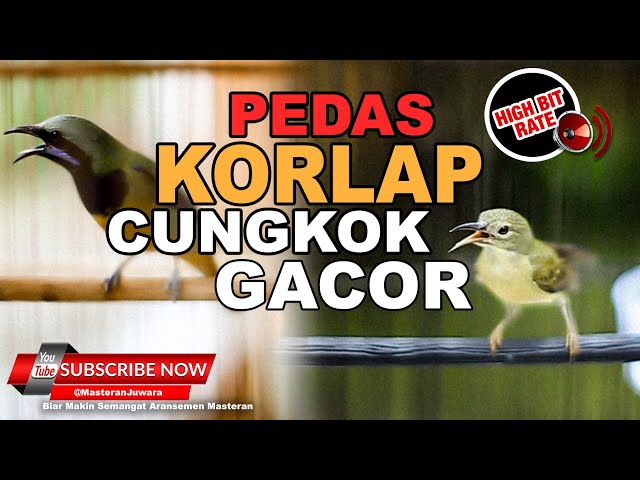 🔴Versi 1 Jam Masteran Kolibri Manggar Vs Cucak Cungkok Tembakan Sadis❗️ Untuk Isian Murai Batu Mewah class=