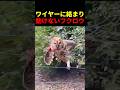 ワイヤーに絡まり動けないフクロウ #動物 #ペット #かわいい #癒し #animals #フクロウ