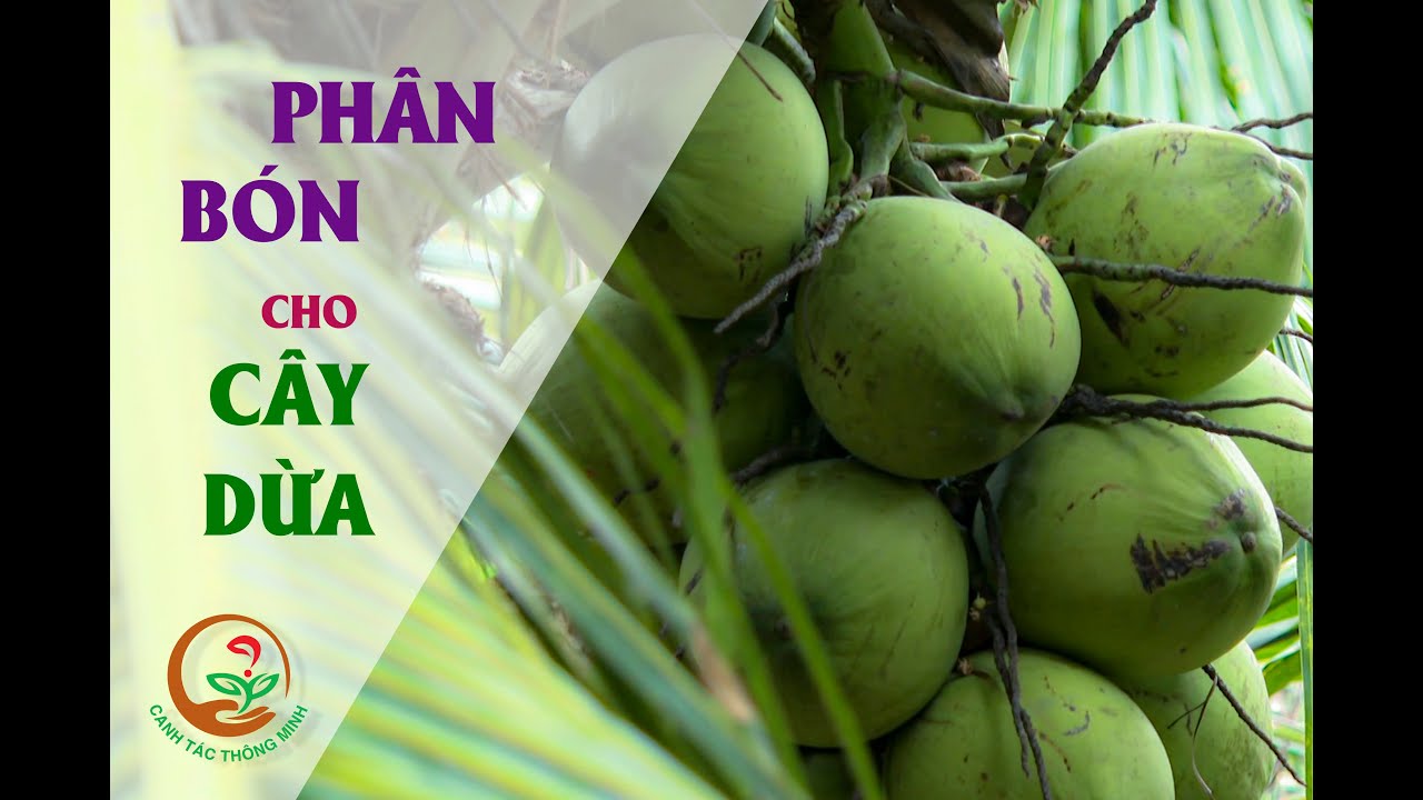 CANH TÁC THÔNG MINH: PHÂN BÓN CHO CÂY DỪA