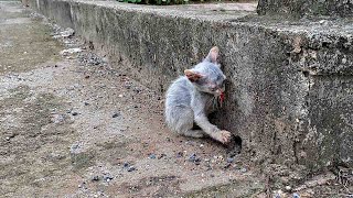 Poor kitten was abandoned at dump on the highway, he was hungry and scared, no one cared!