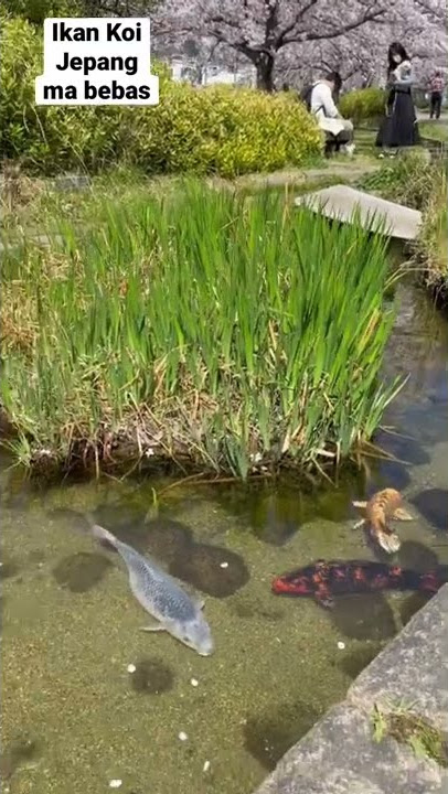 Ikan Koi Jepang ma bebas, Di alam terbuka ga bakal di apa apain,