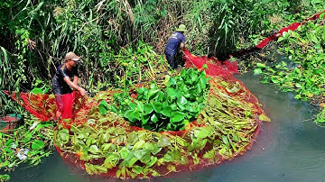 Kéo lục bình ra bắt cá tra cá thát lát nhìn đã gê | THÚ VUI MIỀN TÂY. Tập 589