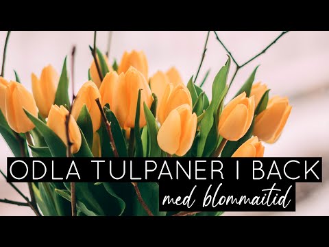 Video: Forcing Tulip Bulbs - Att odla tulpaner i krukor inomhus