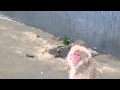 Mil the Japanese macaque baby was afraid of the thunder : ニホンザルの赤ちゃん「雷の音ちょびっと怖かったでちゅ」@上野動物園