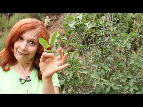 Video: How to propagate lilacs? Grafting, cuttings, seeds