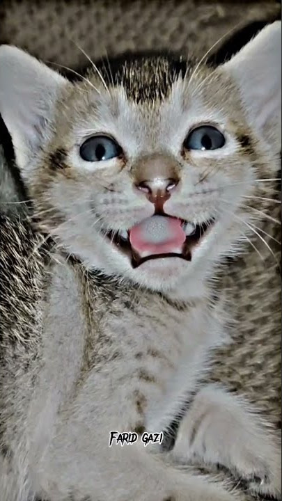 smiling cat.These are Mini's baby. #cute #foryou #love #viral