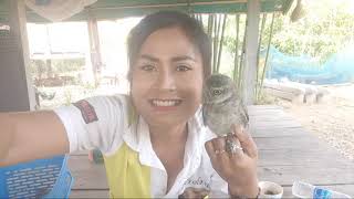 Live Stream Feed Food For the Owls.
Hi Everyone, Im Pearl, a happy Thai lady from Mukdahan in Isan (Esan, Isaan, Esaan), showing you the simple rural Thai village life with my family, making videos of real Thailand life. Please follow me!
If you would like to help my channel and would like to make a small donation to my PayPal https://www.paypal.me/SirintraPhosai
or my Patreon https://www.patreon.com/Eyes_of_a_Thai
You can also email me at: eyesofathai@gmail.com
Thank you for all your support guys you are so awesome. Dont forget to SUBSCRIBE and hit the BELL to get notifications of my new videos to be the first to see them, ka.
2 New videos out every week and please join me on my LIVE STREAMS every Saturday at 10 pm. Thailand time. See you there! Thank you. Live Stream Feed Food For the Owls.