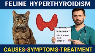 Why is My Cat Losing Weight? 😿 Feline Hyperthyroidism Explained