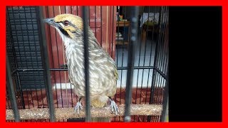 Top Hits - Burung Cucak Rowo Best Of The Best