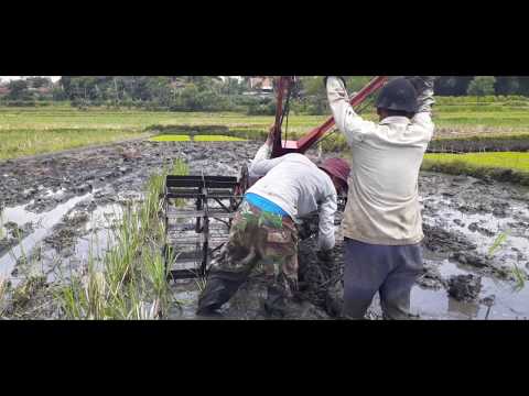 Video: Mengapa jerami basah terbakar?