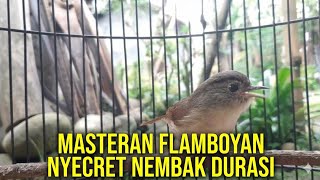 Download lagu PALING AMPUH!! Masteran Burung FLAMBOYAN FULL NEMBAK NYECRET Durasi PANJANG