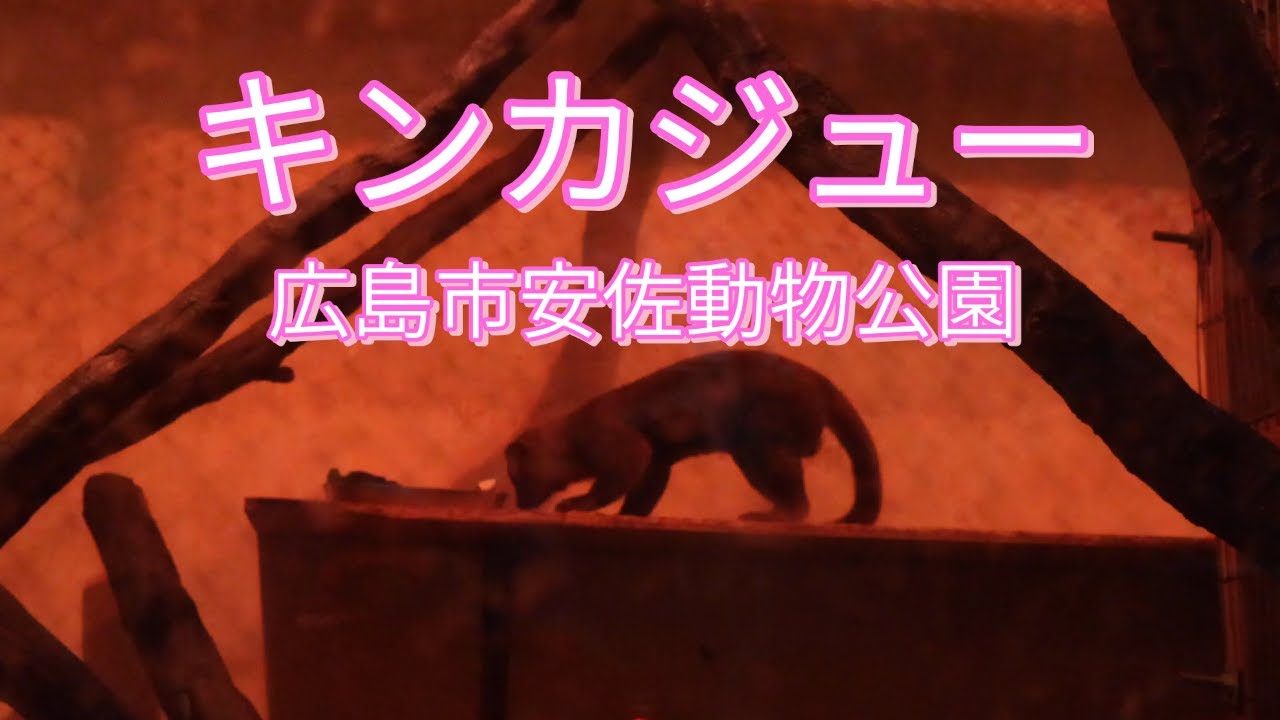 キンカジュー/広島市安佐動物公園/Kinkajou/Hiroshima City Asa Zoo
