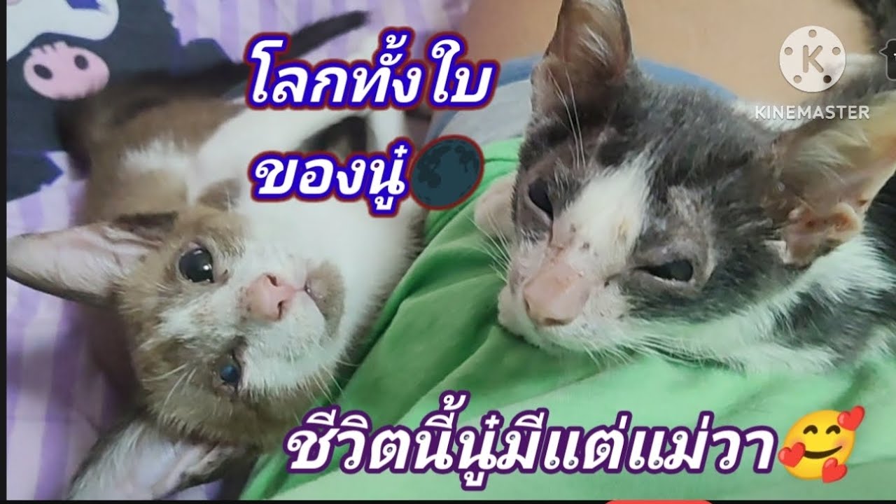 ในแต่ล่ะมื้อแต่ล่ะเดือนชีวิตเหมือนแขวนอยุ่บนเส้นด้าย😮‍💨