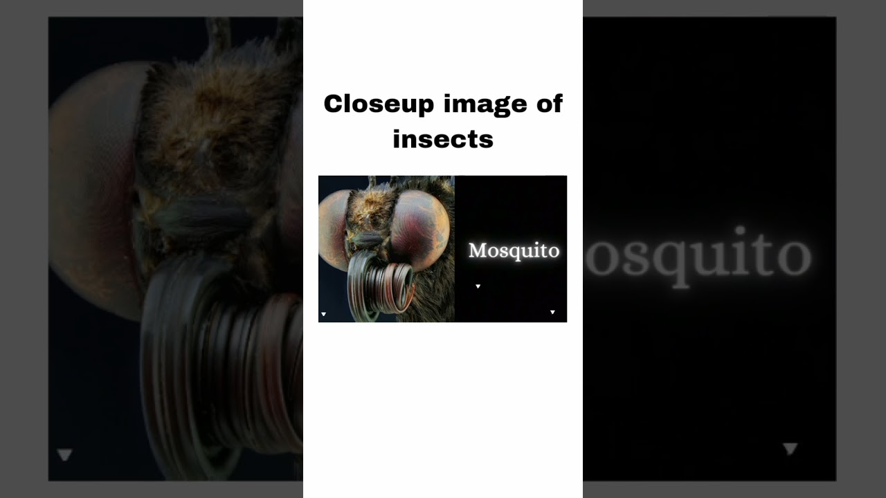 Closeup image of insects 