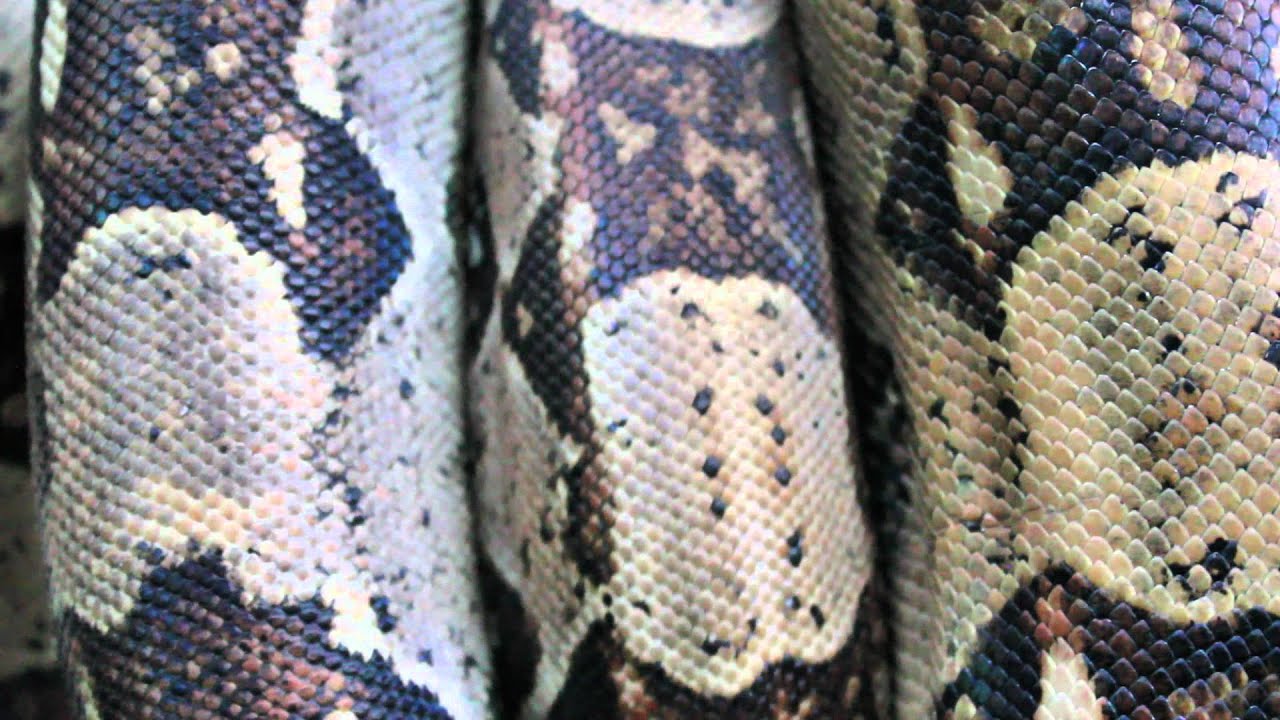 albino snake australia Red Tail Boa