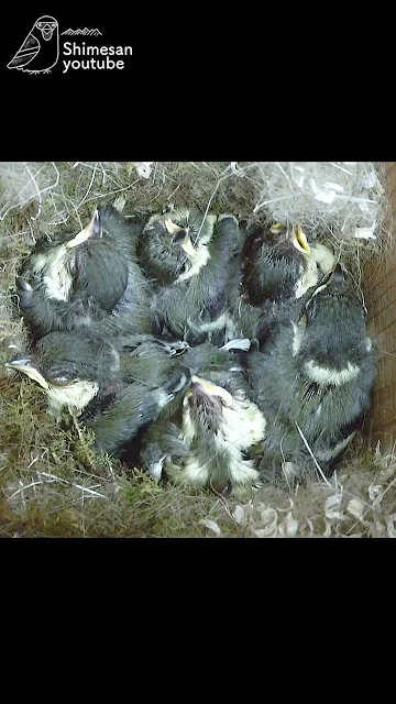 めちゃ苦しそうな #シジュウカラ の雛が・・・😆 #野鳥 #巣箱