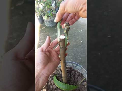 Kỹ thuật ghép và chăm sóc cây mới nhất – The latest technique of grafting and tree care #0822