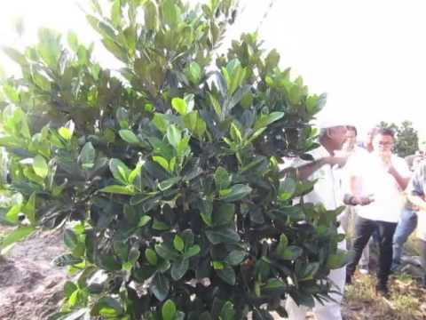 Pemangkasan Pokok Nangka YouTube Pemangkasan Pokok Nangka YouTube