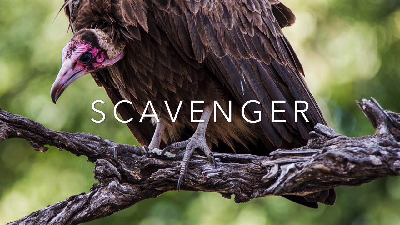 SCAVENGER YouTube SCAVENGER YouTube