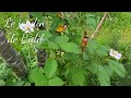 Le jardin de bidib 29  floraison de ronce sans pines