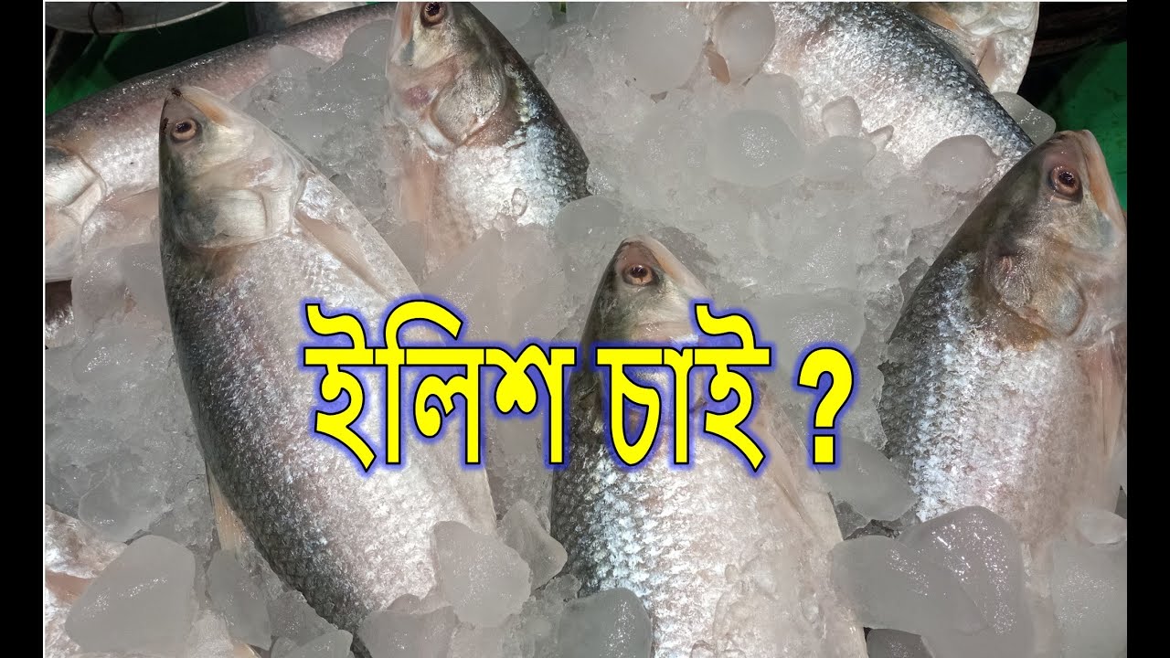 Maniktala Fish Market Jamai Sasthi Fish Market Ilish Mach Price
