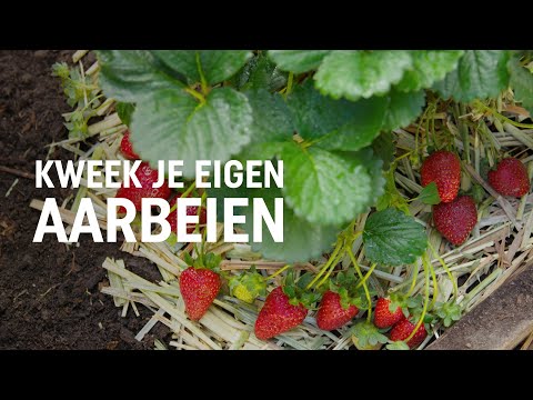 Video: Hoe Aardbeien Te Voeren Tijdens De Bloei En Vruchtvorming? Hoe Water Geven Na De Bloei En Tijdens De Rijpingsperiode? Voedingsregels, Meststoffen En Folkremedies