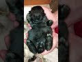 Big Boy just keeps expanding