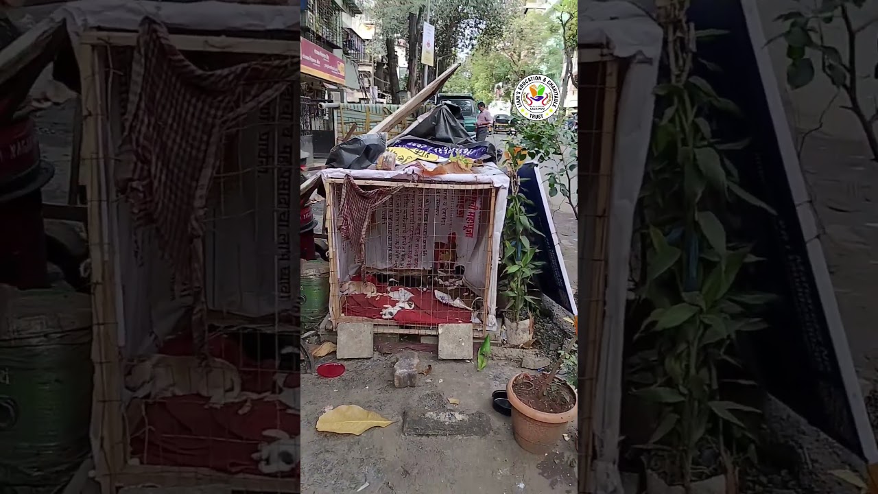 Don't Buy them Adopt them | Cute Puppies | low maintenance pets 