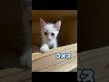 7月9日譲渡会出場メンバーずっとの家族を待ってるよ #保護猫 #子猫 #猫