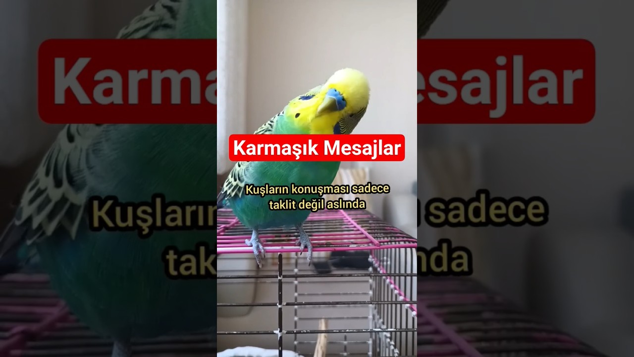 Kuşların Konuşması Taklit Değil, ....! 🧠🐦#MuhabbetKuşu #KuşKonuşması #talkingparot #birds #birdsong