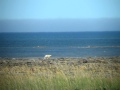 Polar Bear Walking Along Hudson Bay Coast