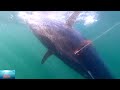 Harpoon fishing the greatest world fish 4k pche au harpon des plus gros poissons du monde