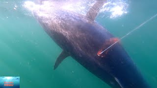 Harpoon fishing the greatest world fish! Video 4K. Pêche au harpon des plus gros poissons du monde!